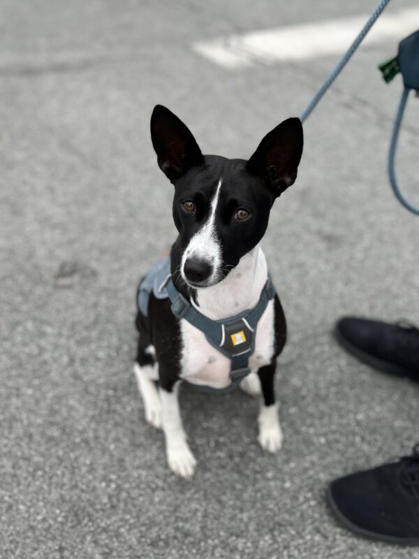 Basenji Sitting Very Politely