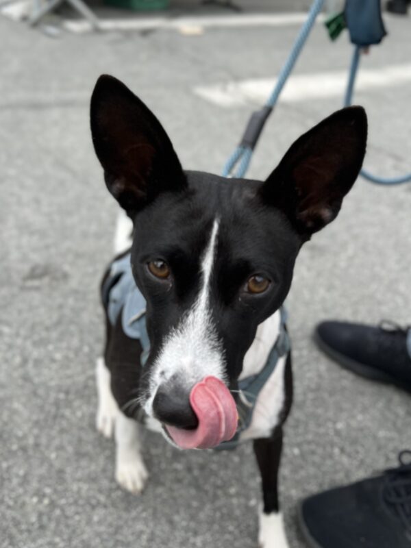 Basenji Licking Her Nose