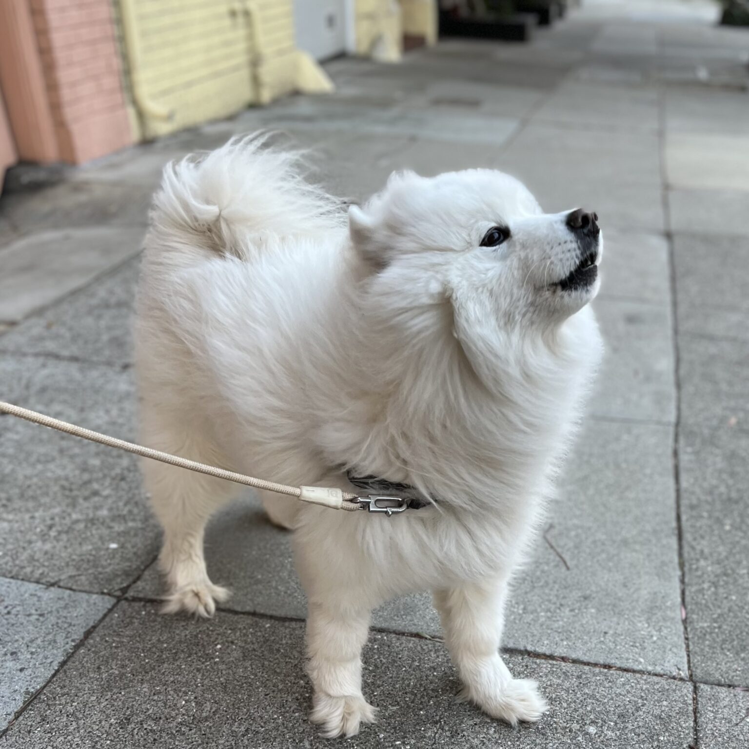 Samoyed In The Wind