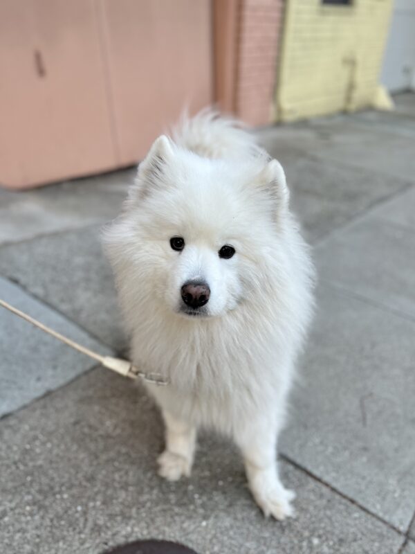 Fluffy Samoyed Looking At The Camera