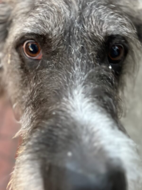 Great Dane Poodle Mix Snoot