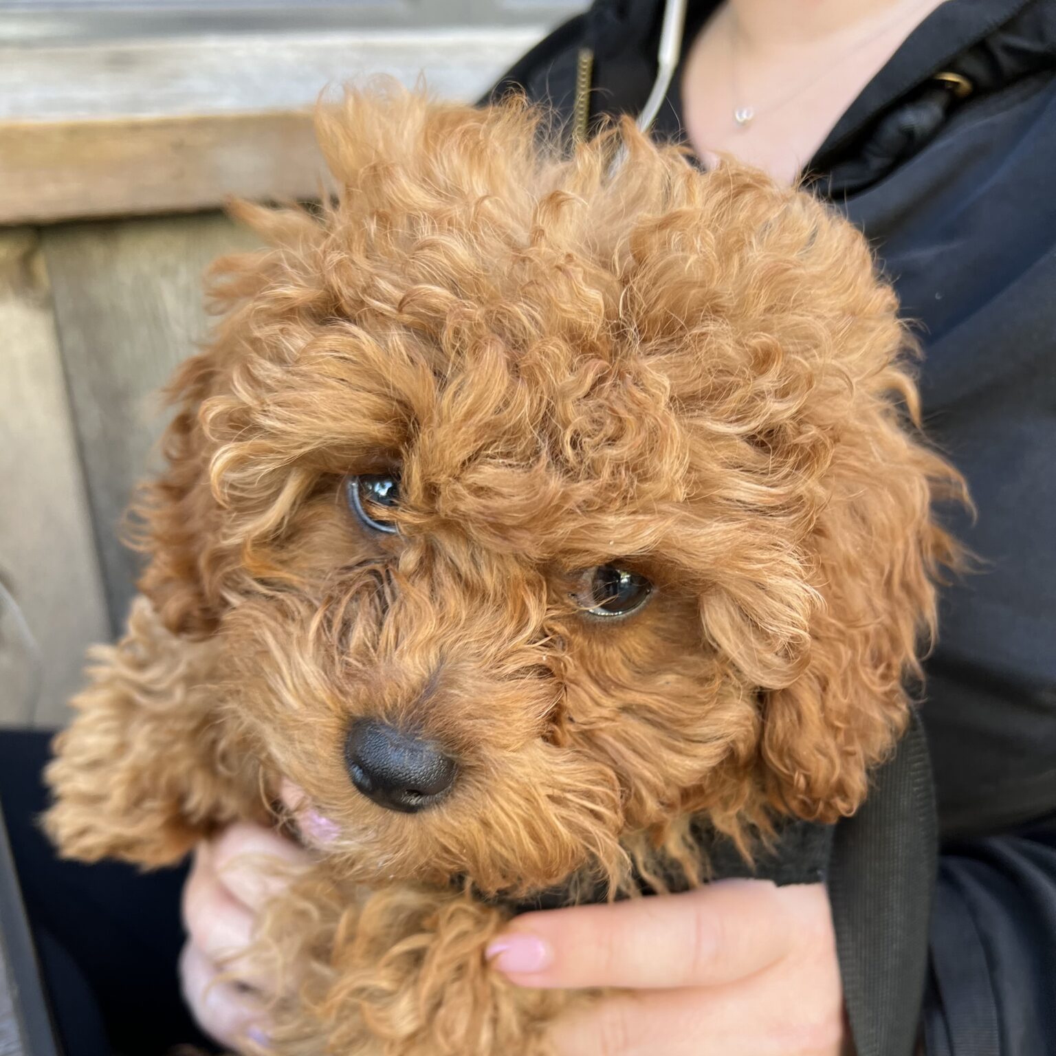 Goldendoodle Puppy In A Woman's Lap