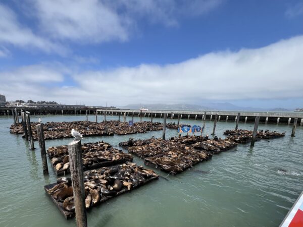 Pier 39 Sea Lions In San Francisco