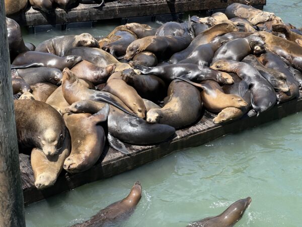 Pier 39 Sea Lions In San Francisco