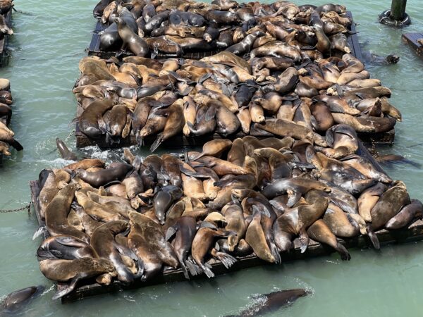 Pier 39 Sea Lions In San Francisco