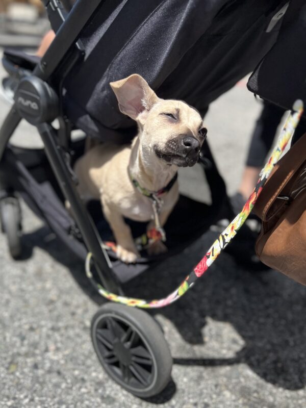 Puppy In The Bottom Of A Baby Carriage