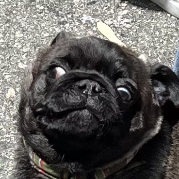 Pug Puppy Looking Both Ways Before Crossing The Street