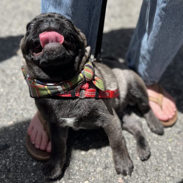 Pug Puppy Being Extremely Goofy