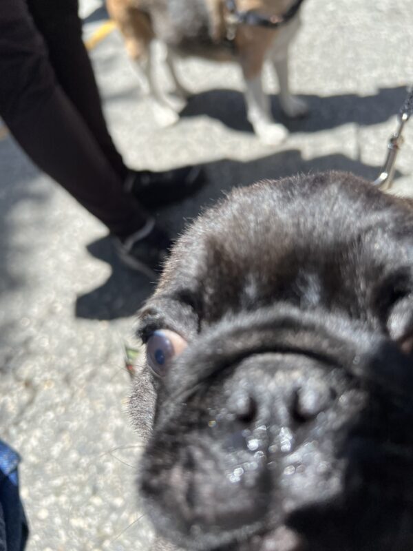 Pug Puppy Staring Into The Camera From Close Up