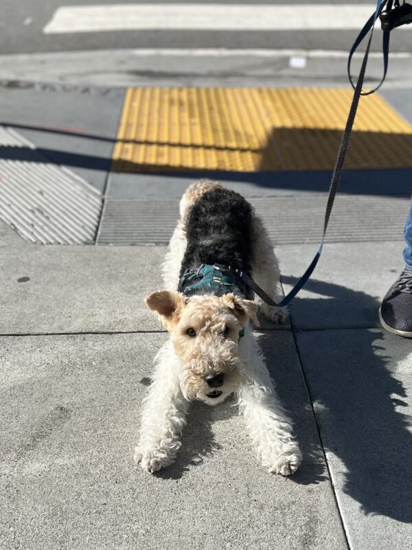 Tricolor Wire Fox Terrier Play Bowing