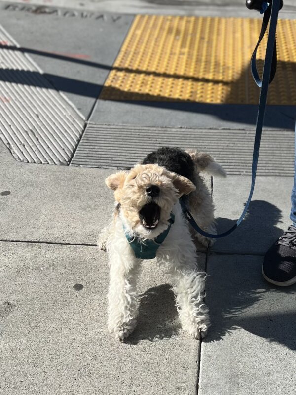 Tricolor Wire Fox Terrier Barking