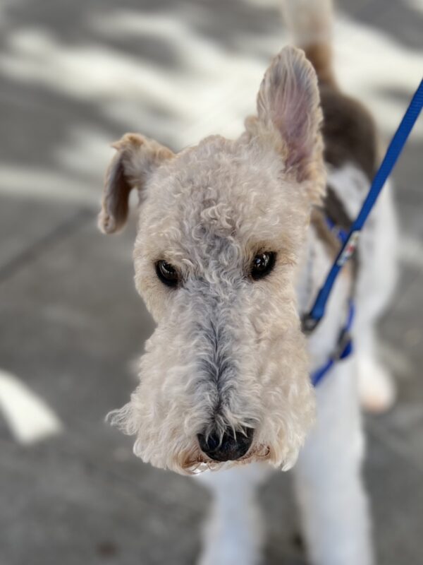 Dilute Tricolor Wire Fox Terrier With One Ear Up