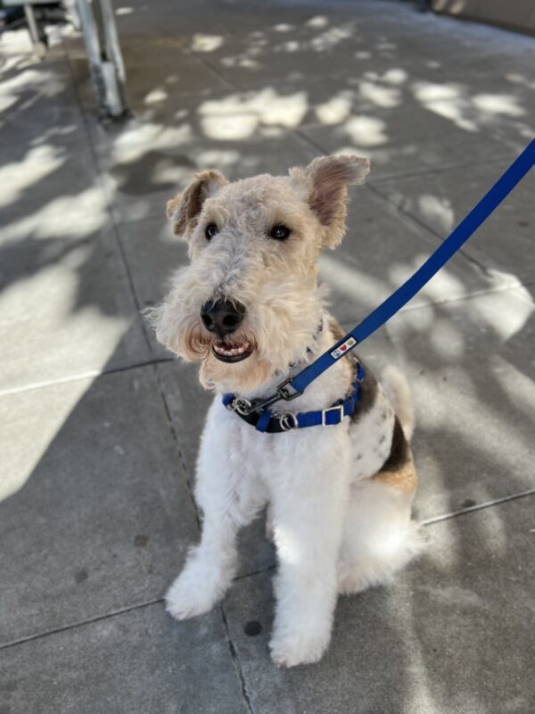 Dilute Tricolor Wire Fox Terrier