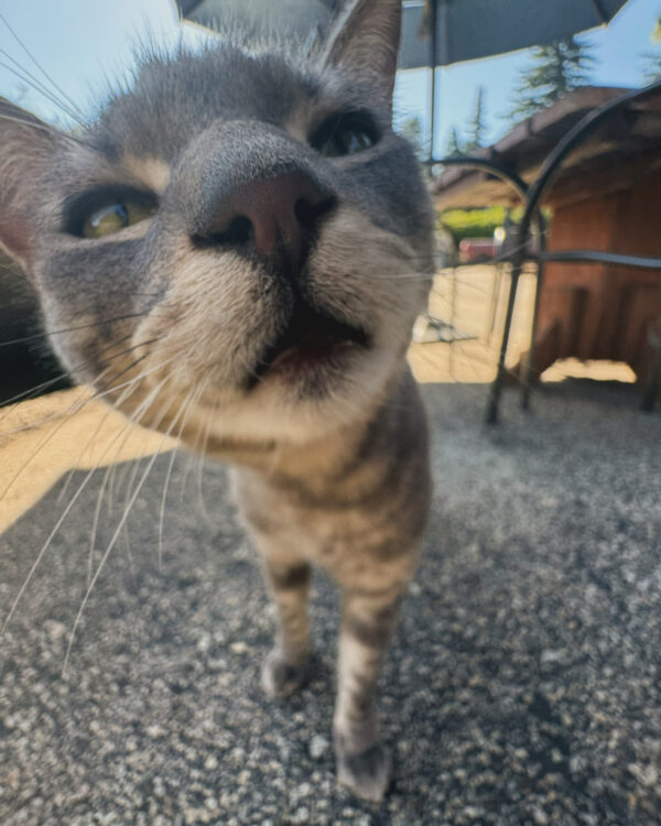 Cat Sticking Her Nose Into The Camera Lens