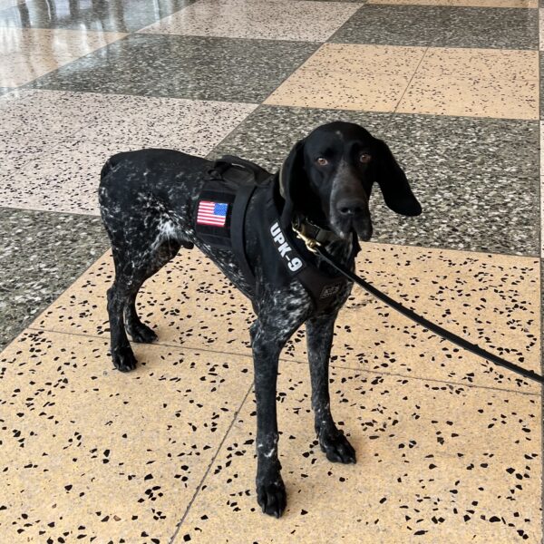German Shorthaired Pointer In Security Getup