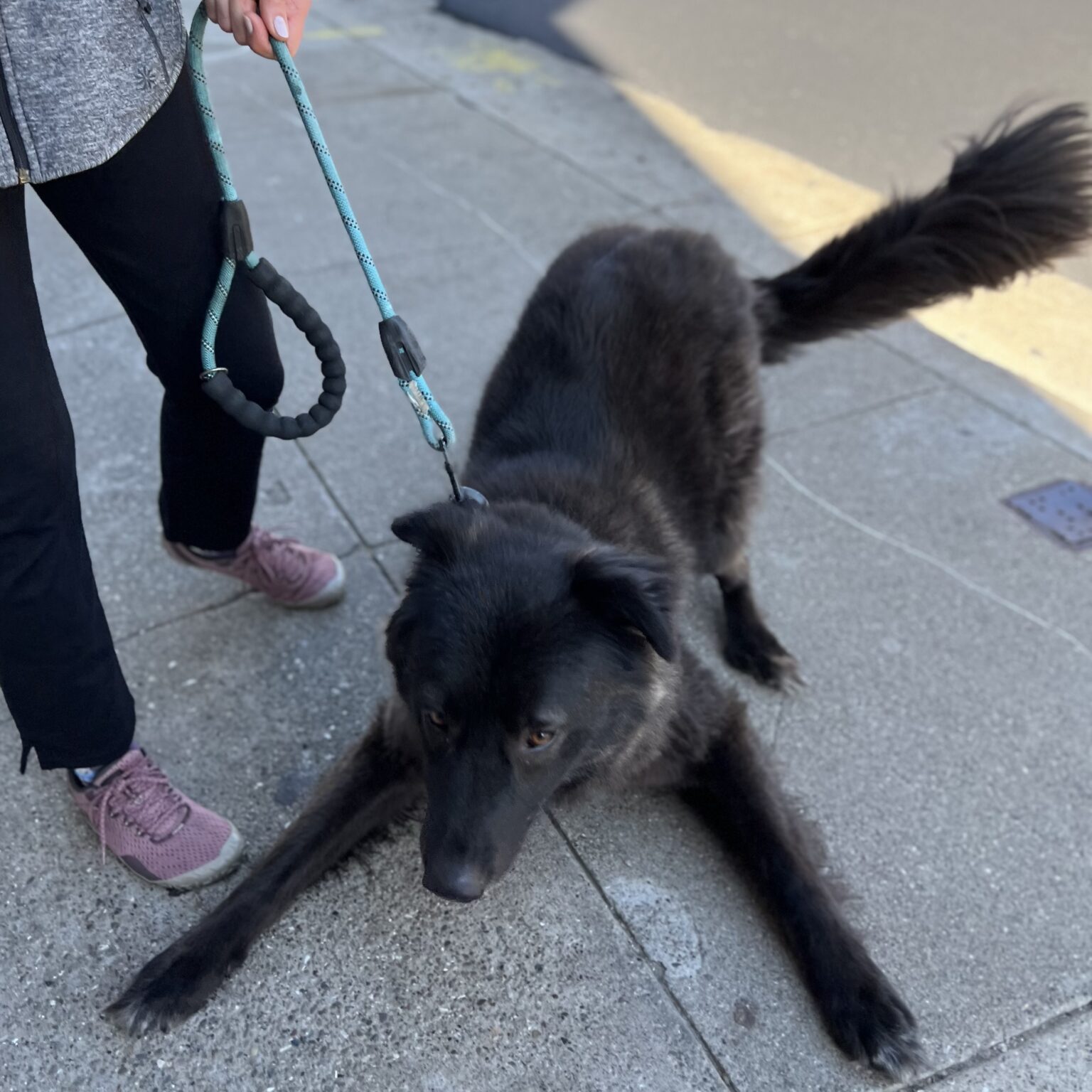 Black Fluffy Mixed Breed Dog Play Bowing