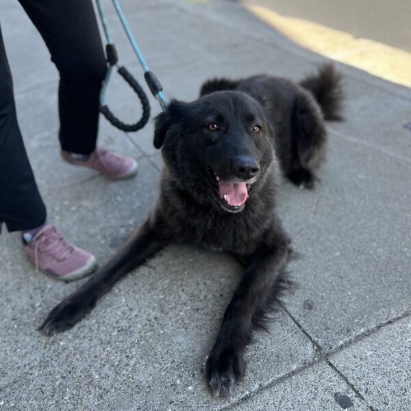 Black Fluffy Mixed Breed Dog Lying Down On The Sidewalk And Grinning