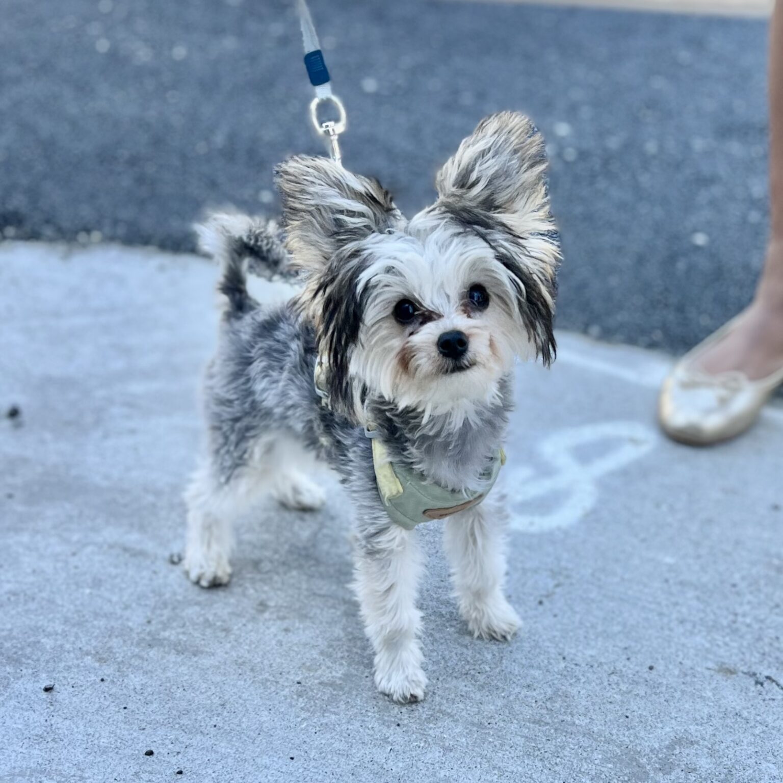 Silver Yorkshire Terrier Puppy