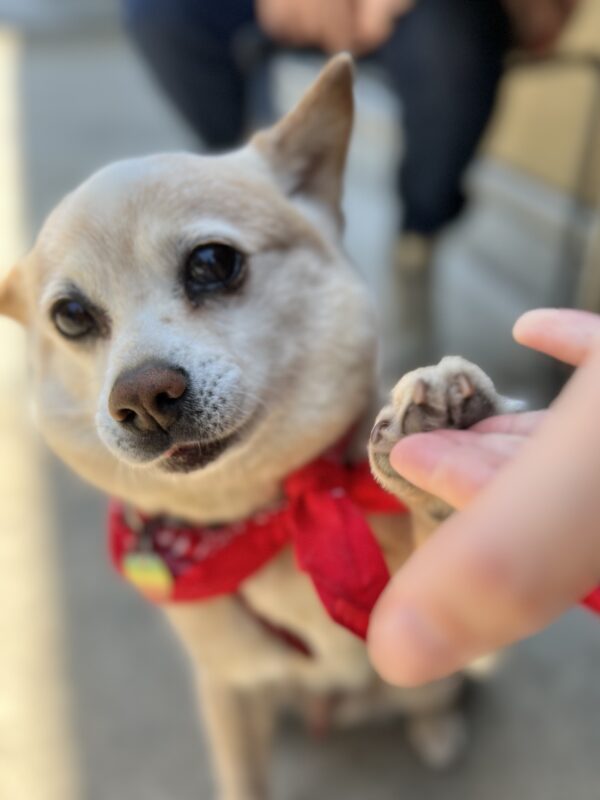 Shiba Inu Chihuahua Mix Giving A High Five