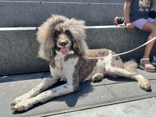 Parti Poodle Brown And White With Wild Haircut