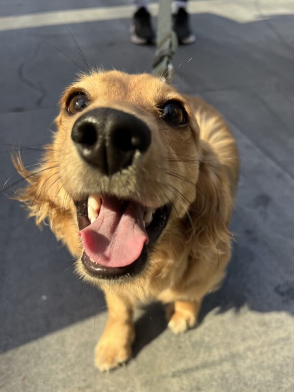 Extremely Happy Golden Long-Haired Miniature Dachshund