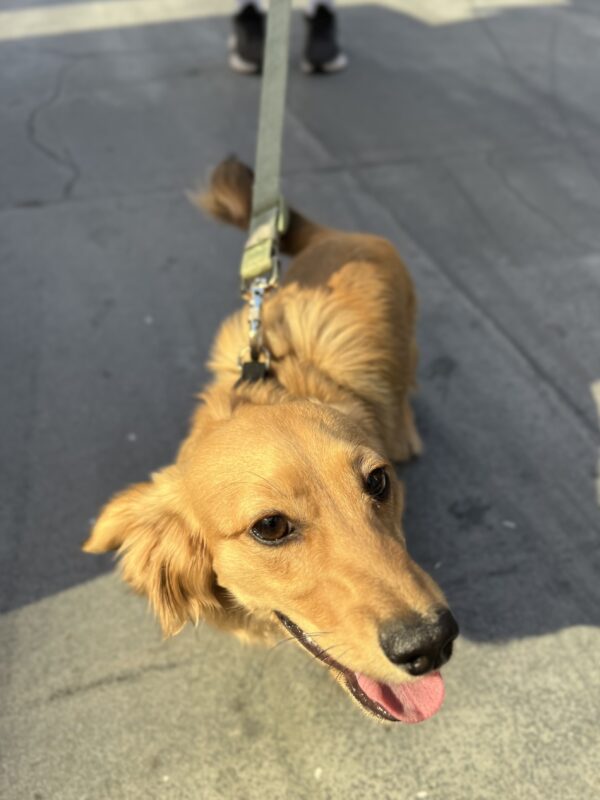 Happy Golden Long-Haired Miniature Dachshund