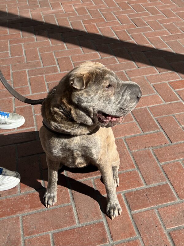 Shar Pei