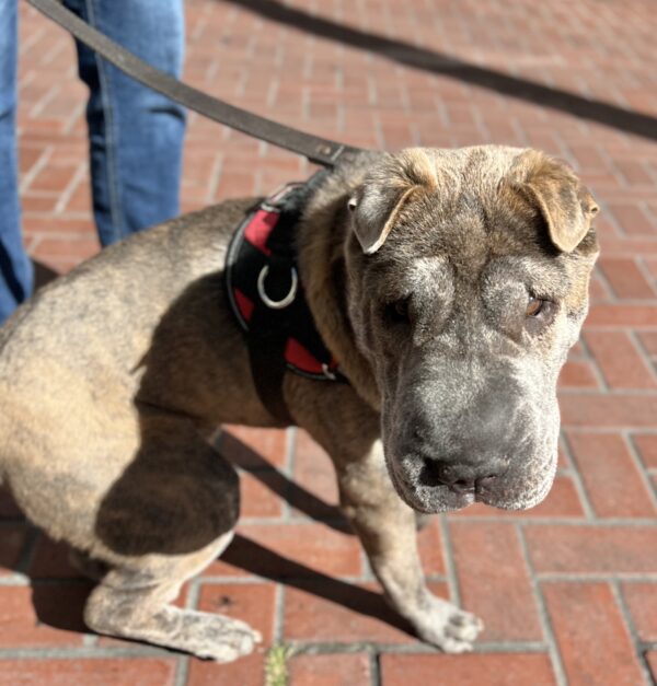 Shar Pei