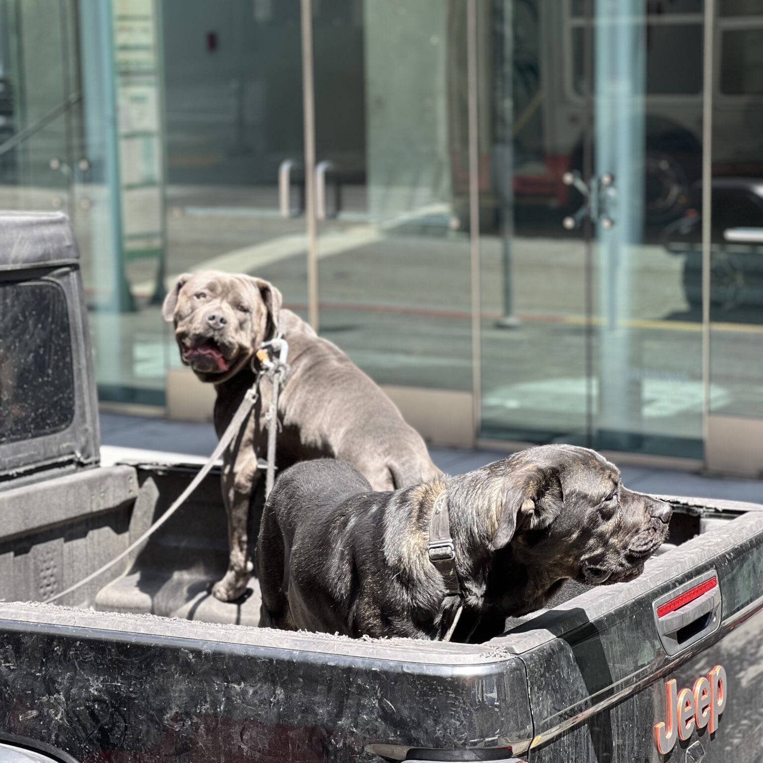 Two Mastiffs In A Pickup Truck Bed