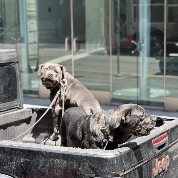 Two Mastiffs In A Pickup Truck Bed