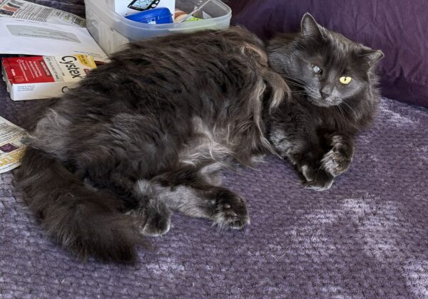 Grey Floofy Cat Lying Down