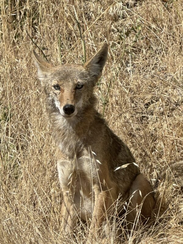 Coyote Sitting In Long Grass