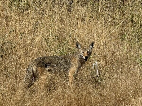 Coyote Standing And Grinning In Dry Grass