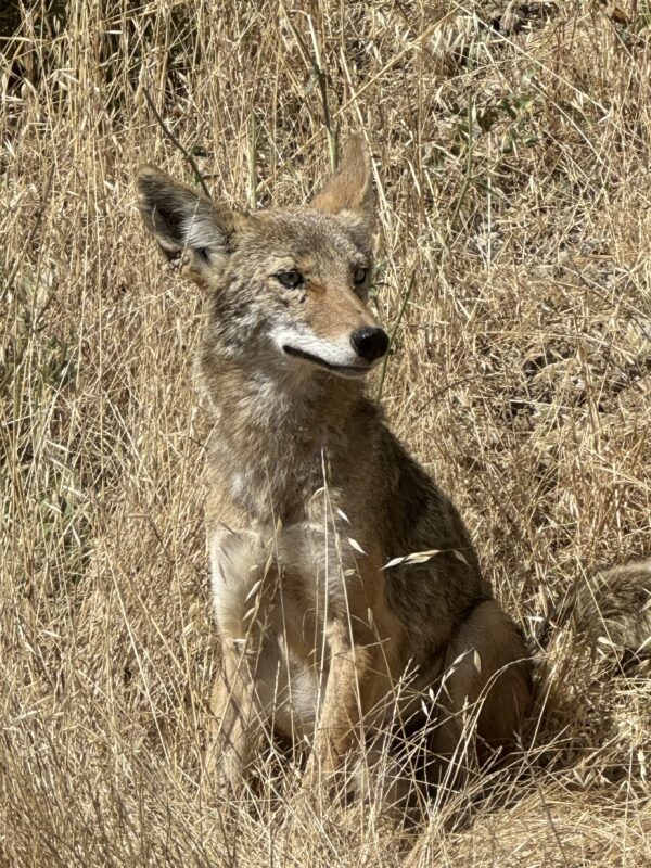 Coyote Sitting In Dry Grass