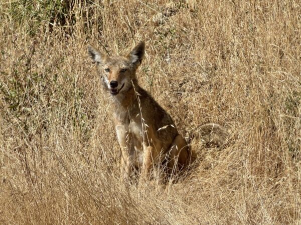 Coyote Sitting And Grinning In Long Grass