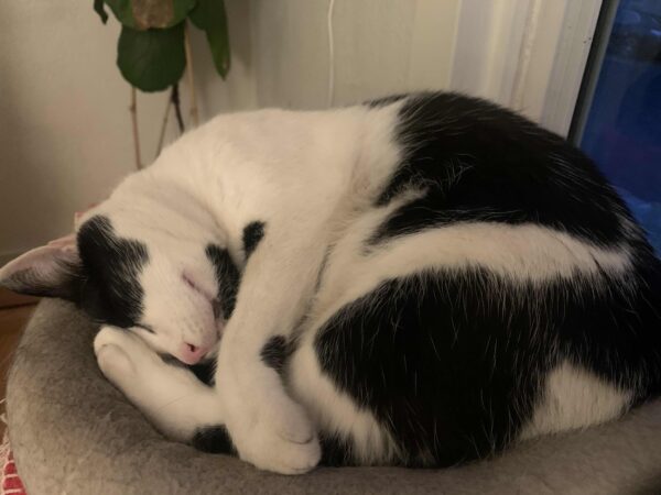 Napping Tuxedo Cat
