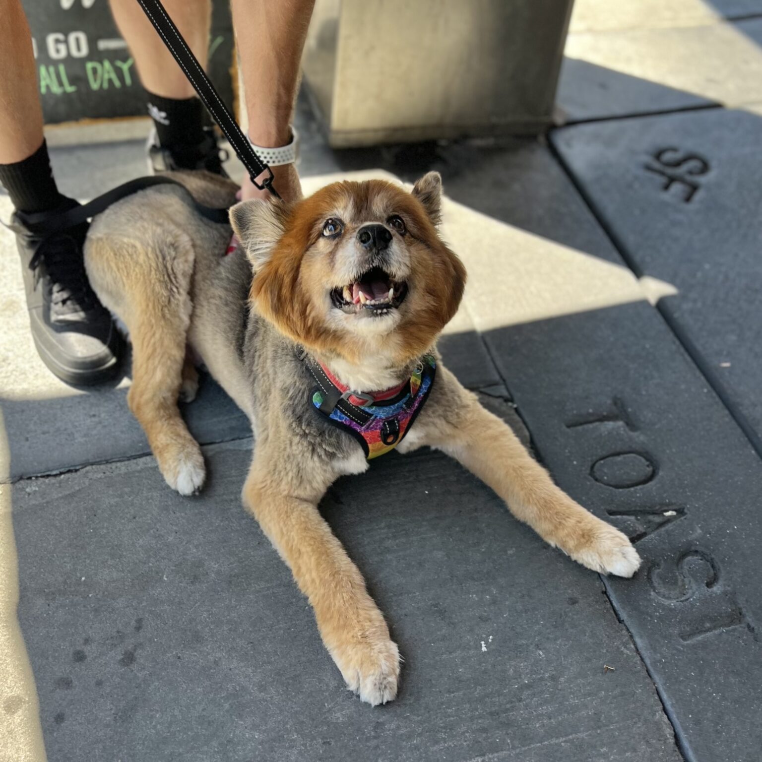 Freshly-Groomed Dog Looking Up