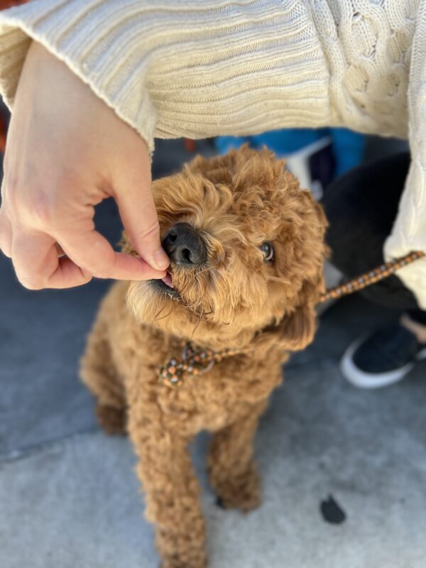 Goldendoodle Puppy Having A Treat