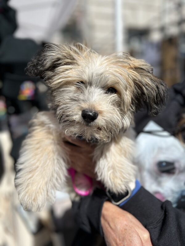 Fluffy Lhasa Apso Puppy Held Up In The Air