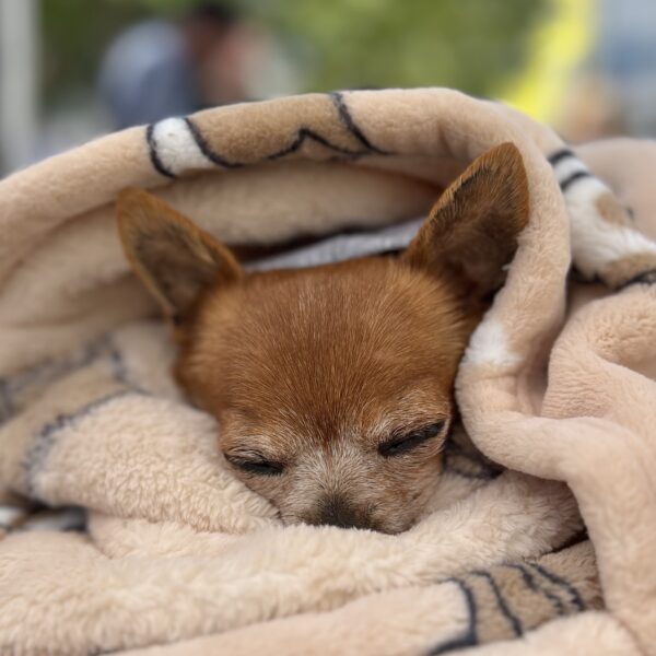 Chihuahua Snoozing In A Blanket