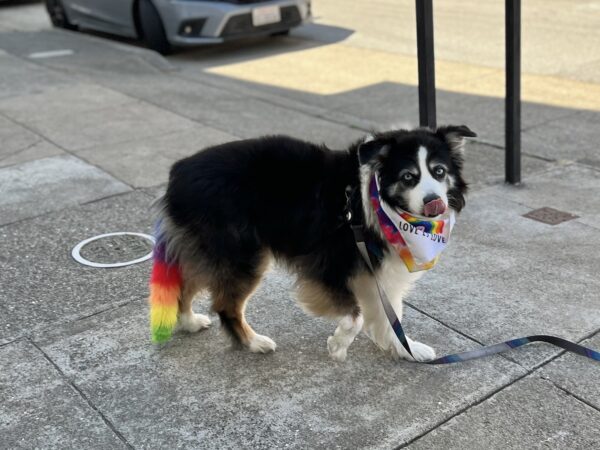 Australian Shepherd With Pride Bandana And Fake Rainbow Colored Tail