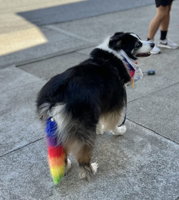 Australian Shepherd With Pride Bandana And Fake Rainbow Colored Tail