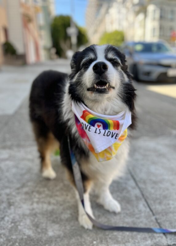 Australian Shepherd With Love Is Love Bandana 