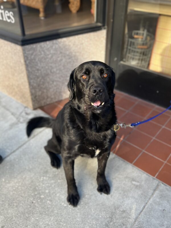 Black Labrador Retriever