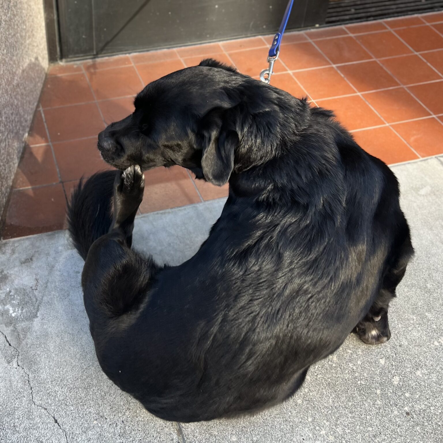 Black Labrador Retriever Scratching Her Nose With Her Hind Leg