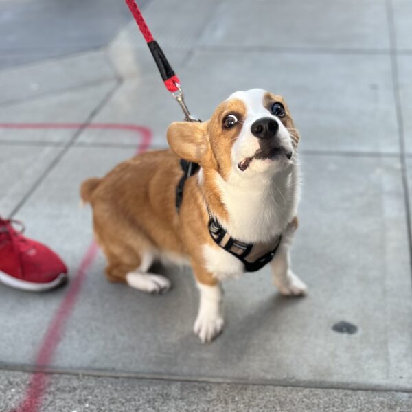 Pembroke Welsh Corgi Puppy