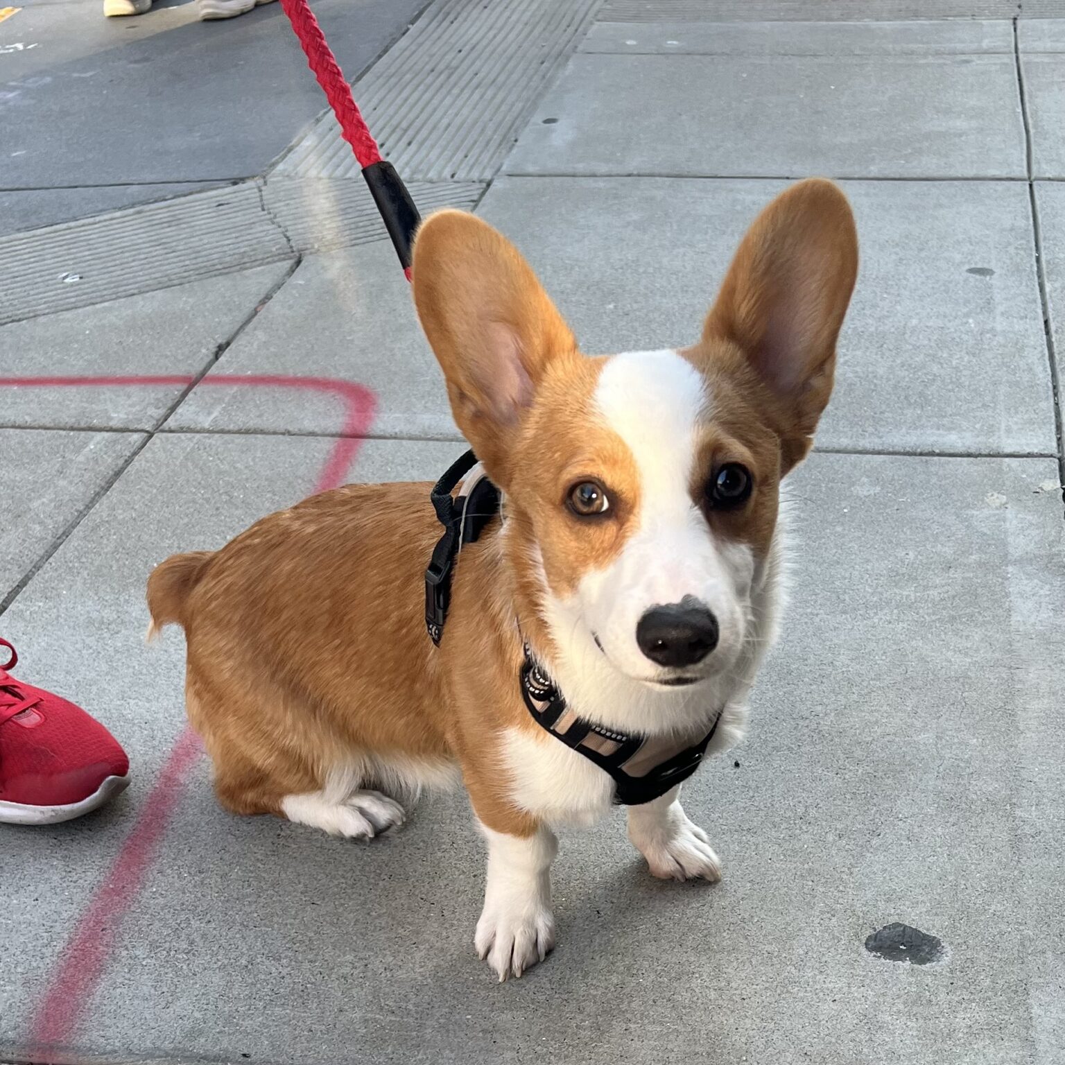 Pembroke Welsh Corgi Puppy