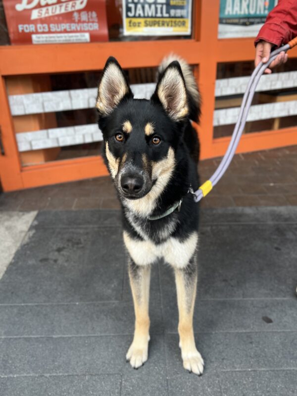 German Shepherd Siberian Husky Mix