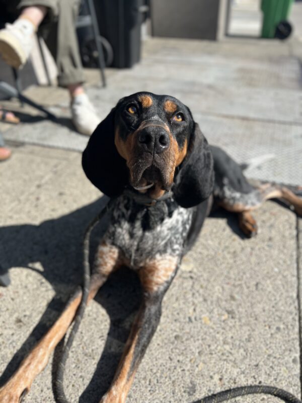 Bluetick Coonhound