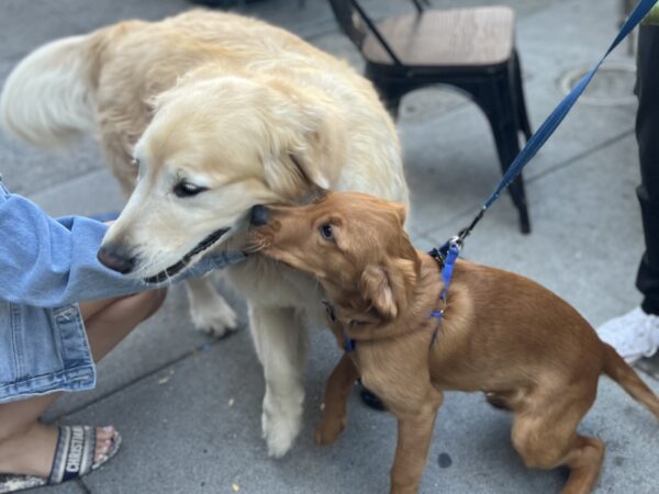 Golden Retriever Puppy Nuzzling Adult Golden Retriever